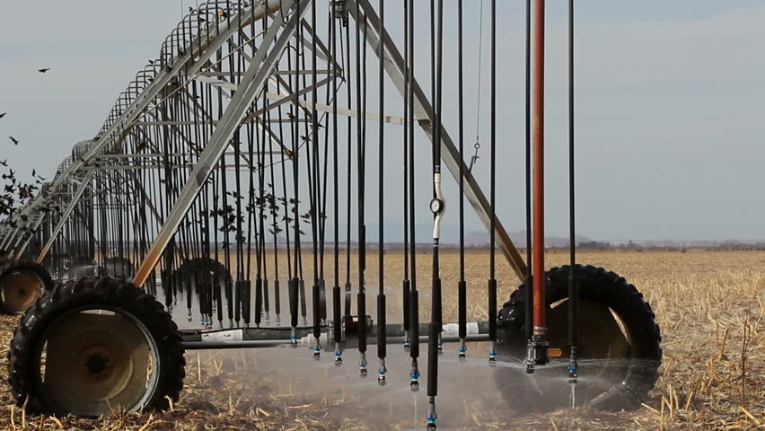 Pivot irrigation system attracts birds as it moves, slowly irrigates farm field. 1080p
