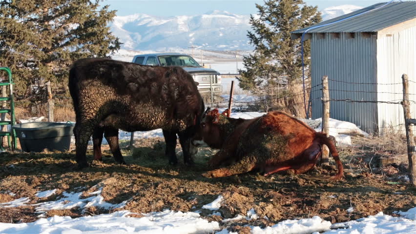 Cow female in labor birth of calf on farm ranch. Farm ranch with newborn calf and cows eating hay during winter. Black Angus mixed breed cattle. Gentleman ranching operation for self sufficiency. 