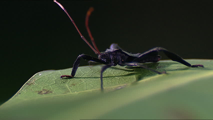 Assassin bug on leaf