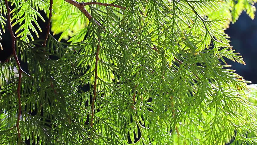 juniper branches in the forest
