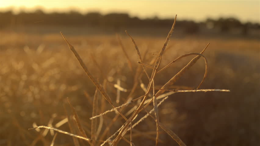 Dolly in shot of the head of a canola (rapeseed) plant, swathed and ready for harvest on an Australian farm.