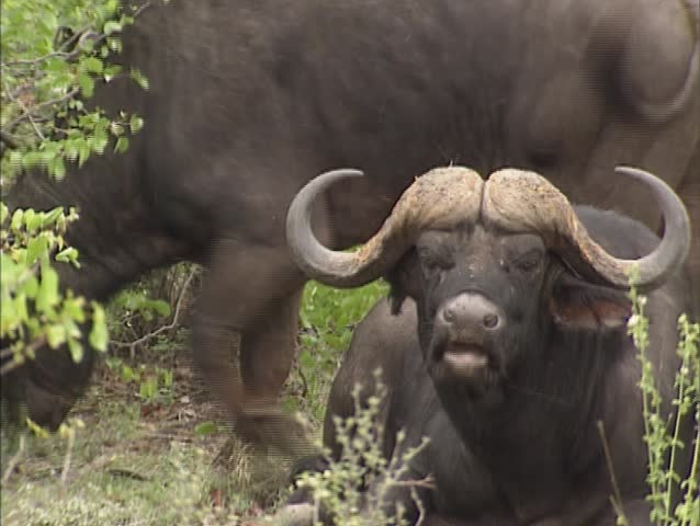 Cape buffalo, syncerus caffer ruminating between shrubs. Known in Africa as one of the âbig fiveâ, African buffalo are extremely powerful and deadly