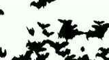 Bats flying across the screen to transition to another clip