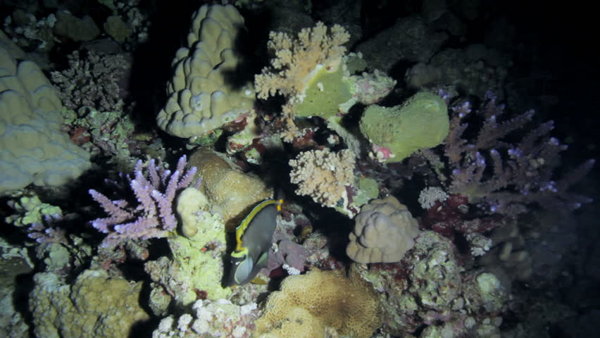sergeant fish at night