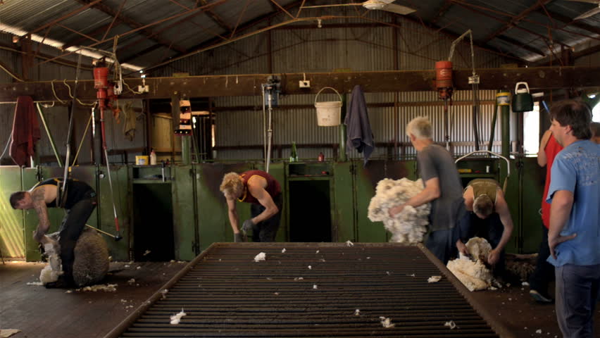 WOODANILLING, AUSTRALIA - NOVEMBER 2012: Rousabouts throwing a fleece and skirting freshly shorn wool to remove the bad wool, during shearing on a farm at Woodanilling, Australia on November 21, 2012.