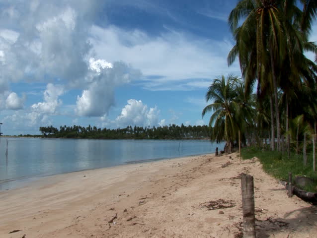 Beach - Waves & Palm Trees (105)