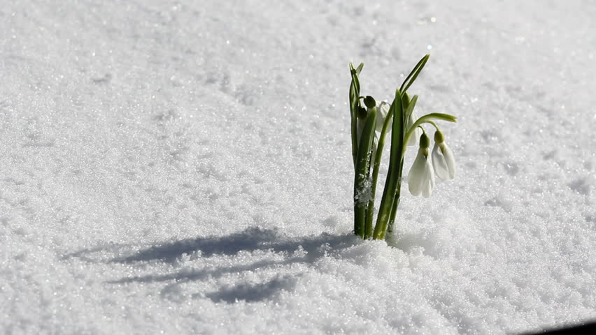 Little fragile snowdrops in the snow