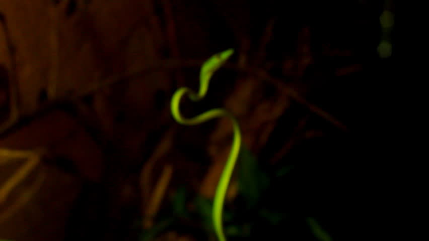 Oriental whipsnake in nature - green snake