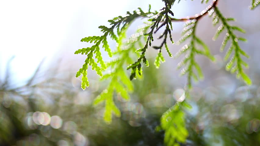 A juniper branch in a forest