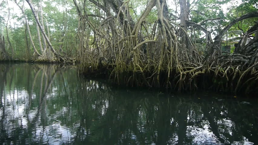 Mangrove trees in Dominican republic