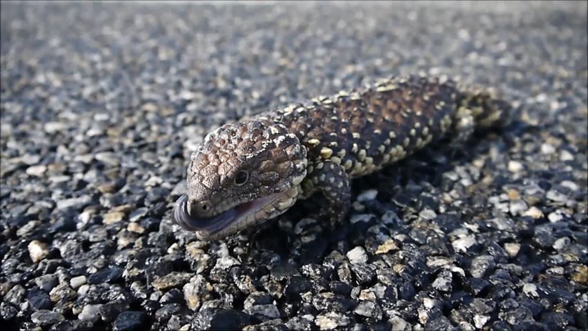 shingle back lizard in the Outback of Australia