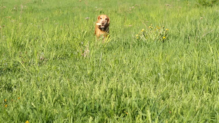 English Cocker Spaniel runing on a green grass