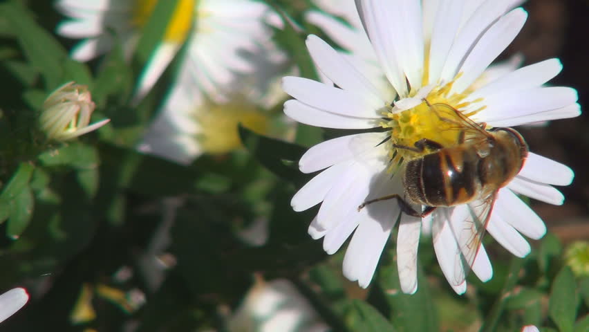 Bee Pollinating a Mountain, Field Flower, Bees Gathering Pollen, Macro