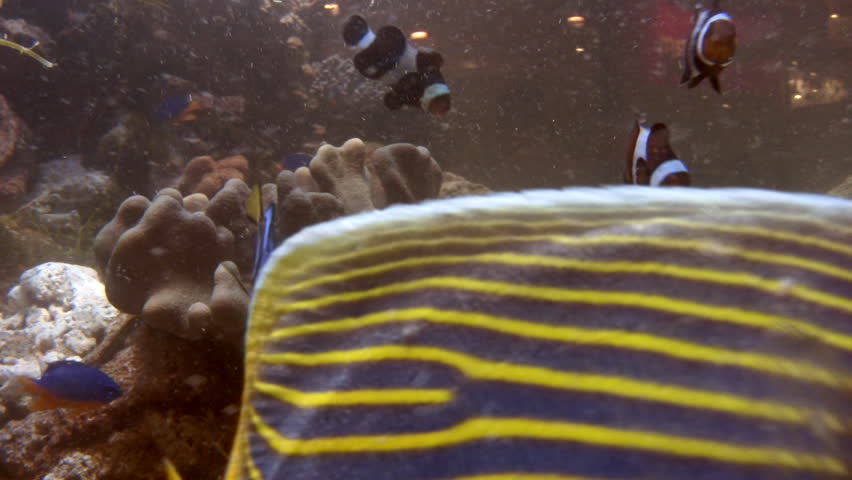 Aquarium