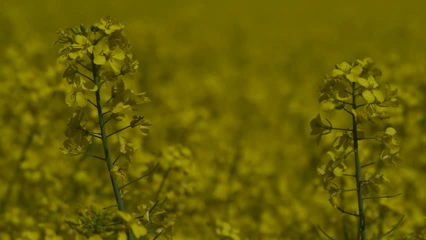 Yellow oilseed rape field. Alternative energy. 