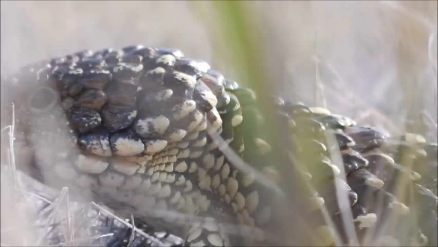 bobtail lizard in the Outback of Australia