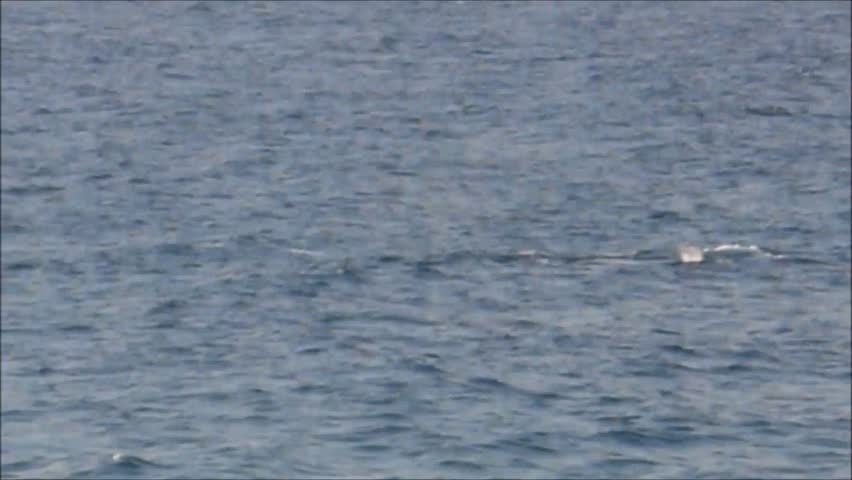 Humpback whales at the Gold Coast of Australia
