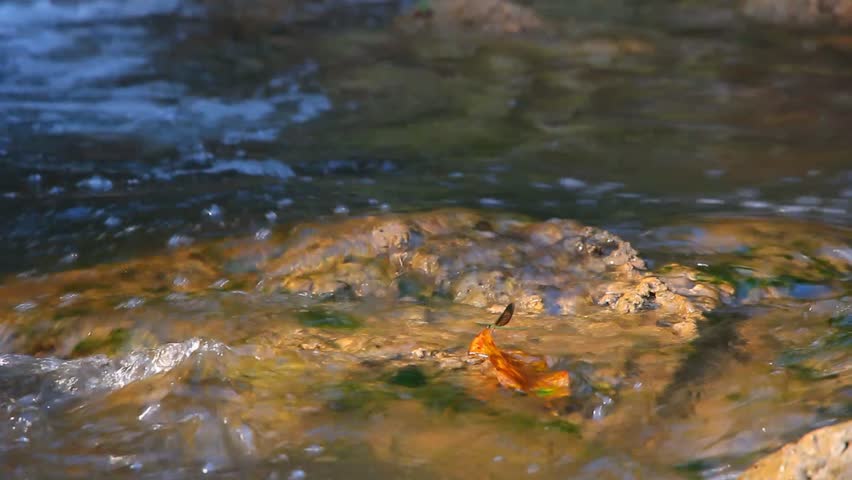 Dragonflies that inhabit the waterfall.