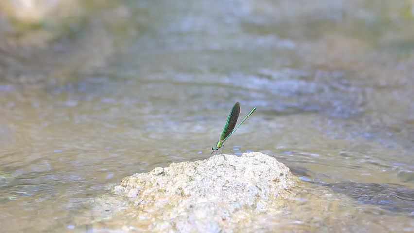 Dragonflies that inhabit the waterfall.