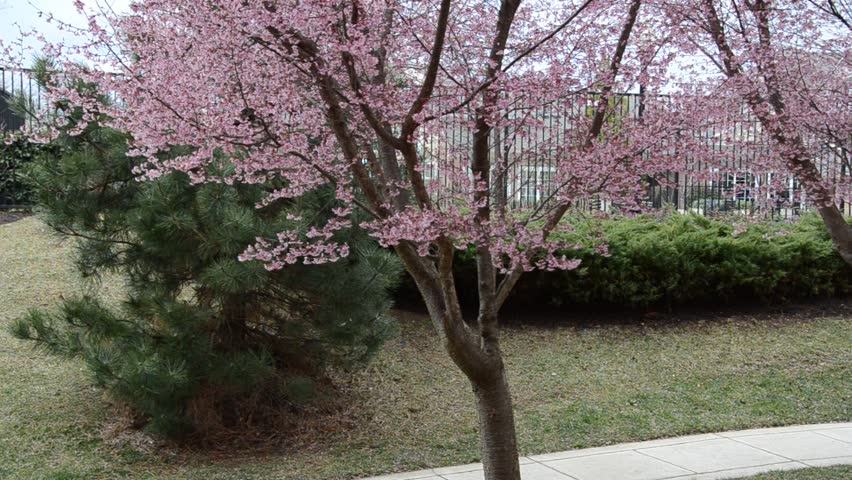 PInk Cherry Blossom Trees on Spring Season