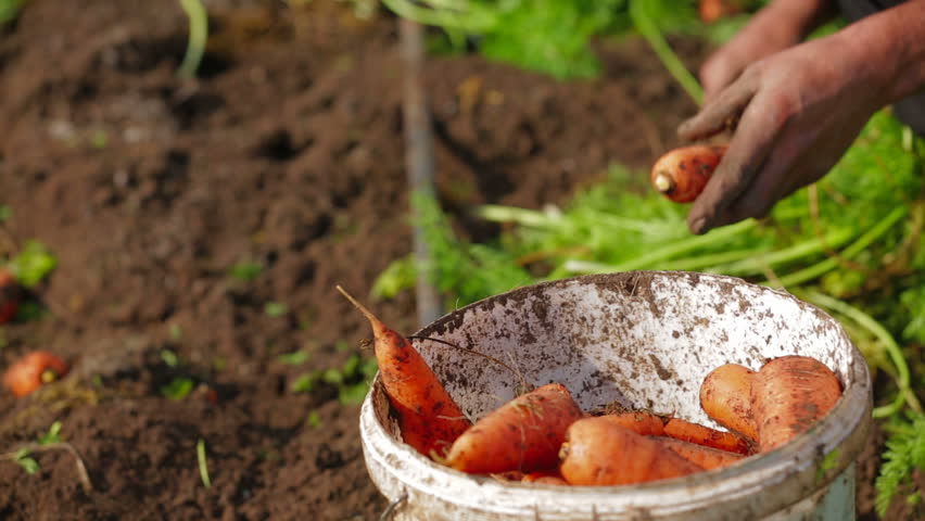 Two frames: worker picks up the carrots,tear off the tops and puts carrot into bucket.