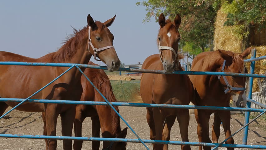 Four young horses in the paddock.