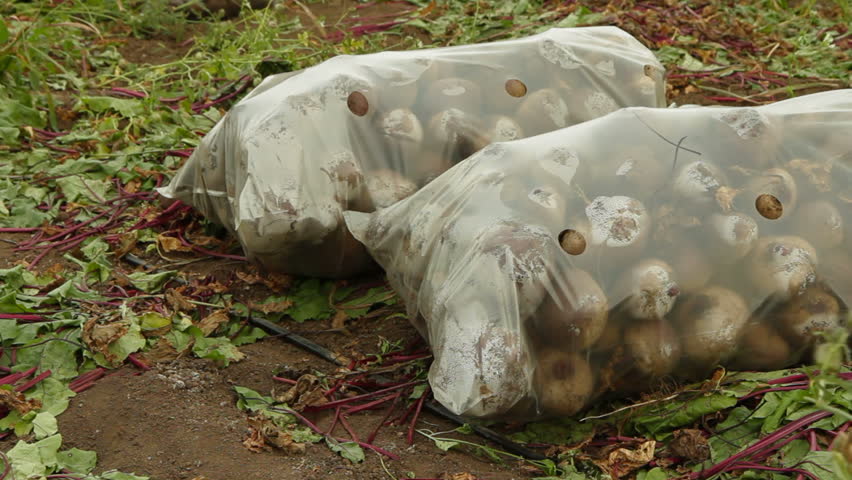View of sacks of beet lying on the field.
