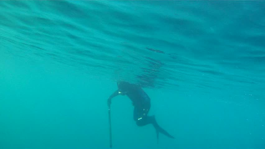 Man swimming and spear fishing in the mediterrain sea.