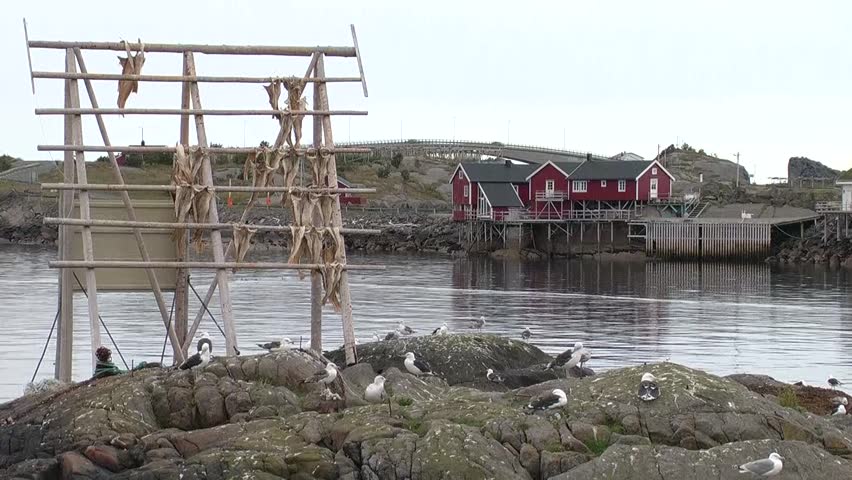 Norway, Lofoten, Reine: gulls, dryer dried fish and fishing huts on a rocky shore