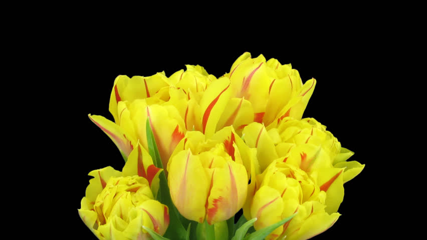 Time-lapse of opening yellow-red tulips in a vase 1a in full HD 1080p .PNG+ format with alpha transparency channel isolated on black background
