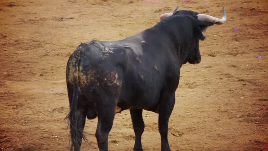 Powerful spanish bull, bullfight arena