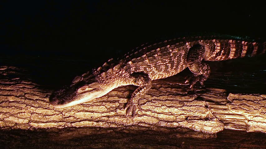 Alligator crawling on log in water at night. 