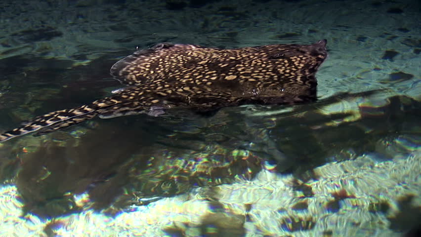 Marine life - Stingrays are a group of rays, which are cartilaginous fishes related to sharks - Video high definition - Real time