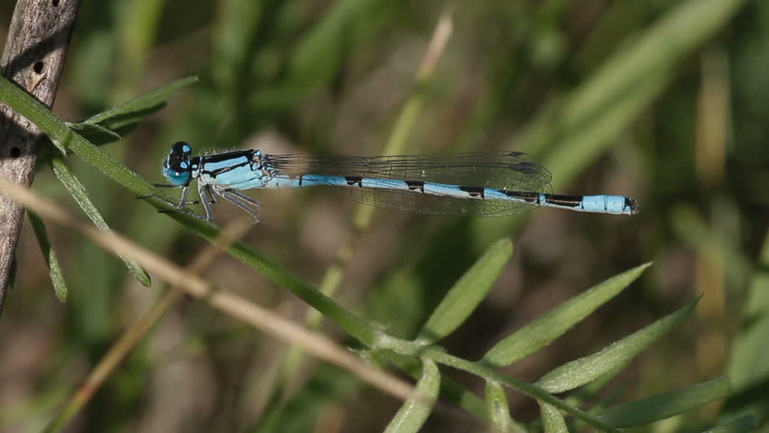 Common Blue Damselfly
(Enallagma cyathigerum)