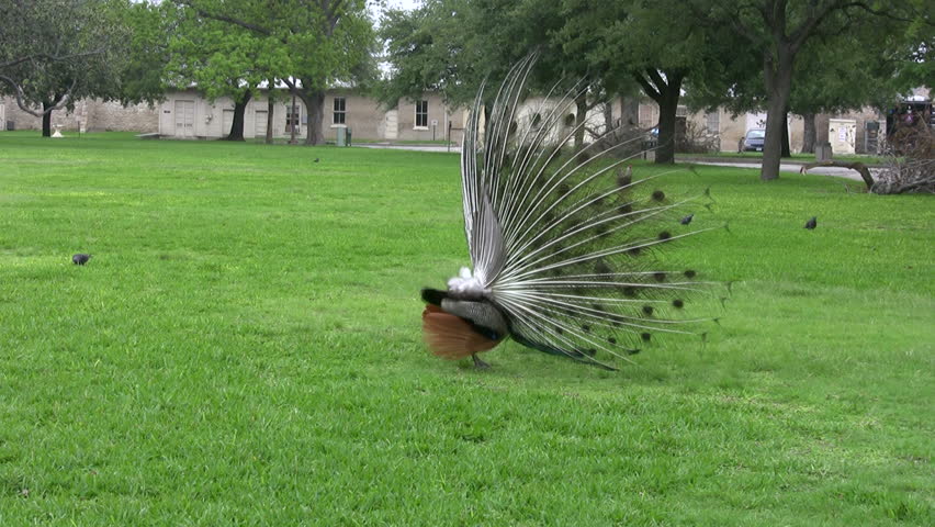 peacock strutting his tail feathers from side. Ft Sam Houston Quadrangle in San Antonio Texas. Wildlife. 