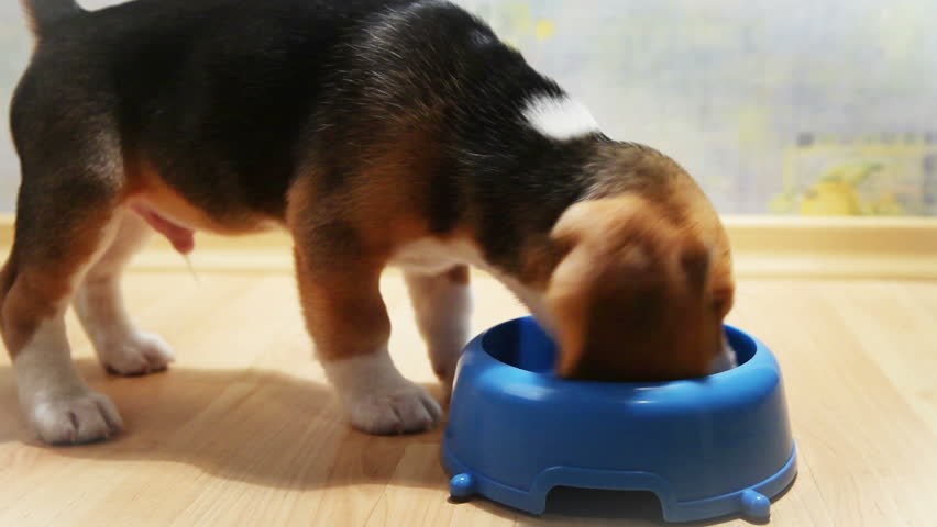 Terribly hungry beagle puppy attacked bowl