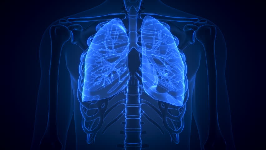 Animation Of Scanning Human Anatomy Showing Ill Lungs Stock Footage