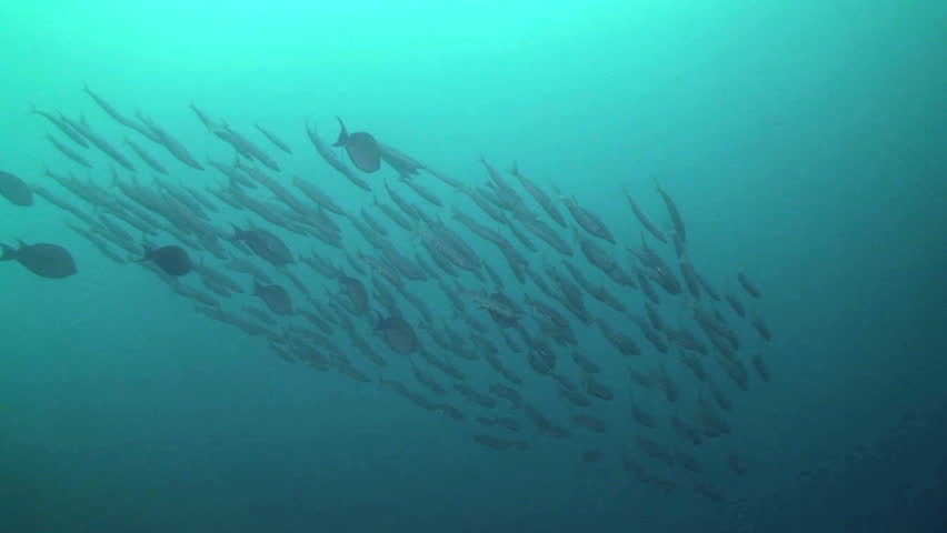 Schooling fish swimming, in Papua New Guinea, Milne Bay