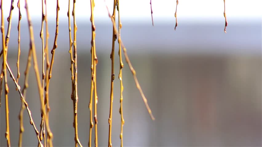 Fresh young catkins willow in spring,willow in early spring
