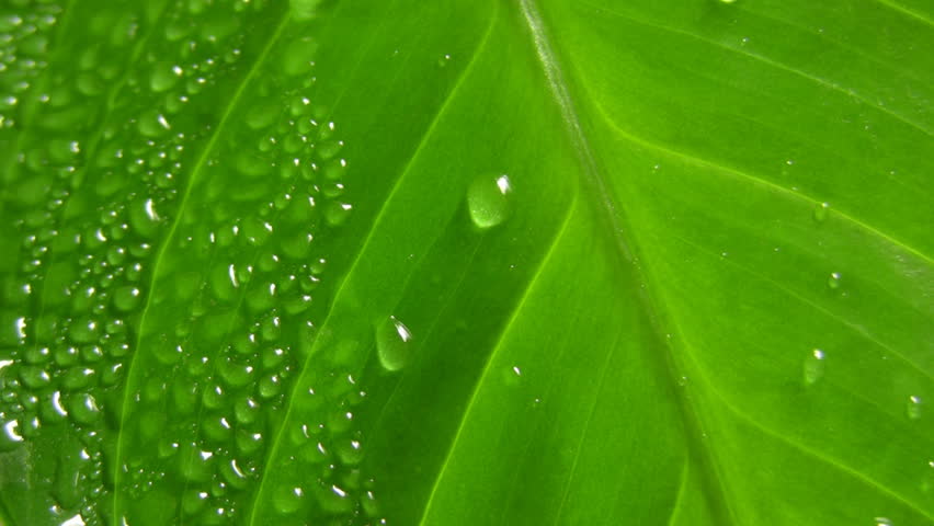  Water-drops on leaf surface