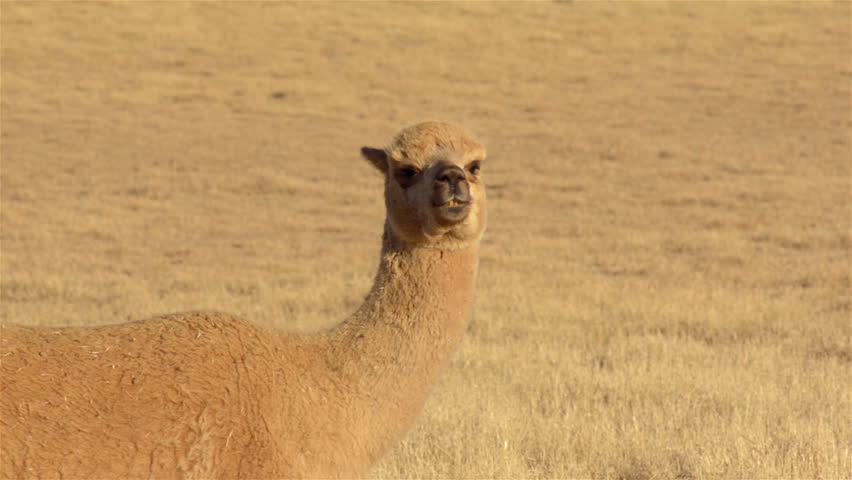 An alpaca looking around while standing guard in a dry paddock on an Australian farm. Alpacas are sometimes used to help guard the sheep from predators.