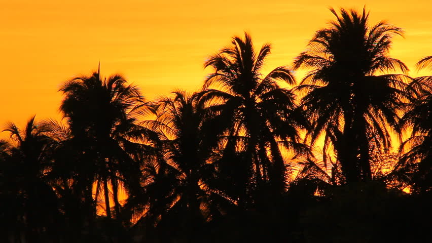 Sunrise Palms Gulf of Papagayo Costa Rica. Sunrise behind a group of palm trees in the gulf of Papagayo, Costa Rica.