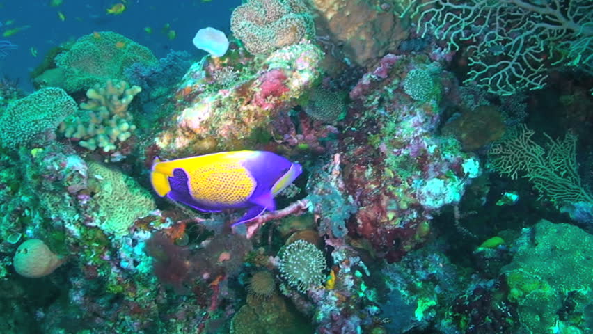 Blue-girdled angelfish, Pomacanthus navarchus, Papua New Guinea, Milne Bay 