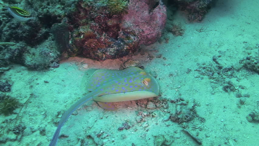 Blue-spotted Ray, Taeniura lymma, Papua New Guinea, Milne Bay