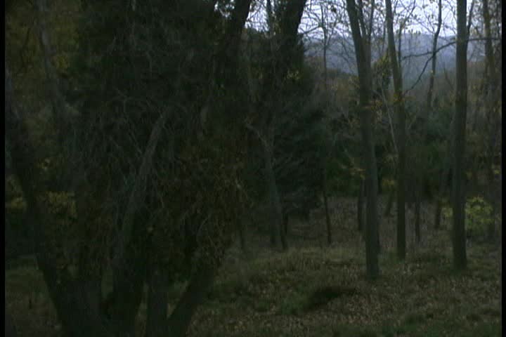 Pan of a dark forest