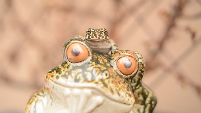 funny frog