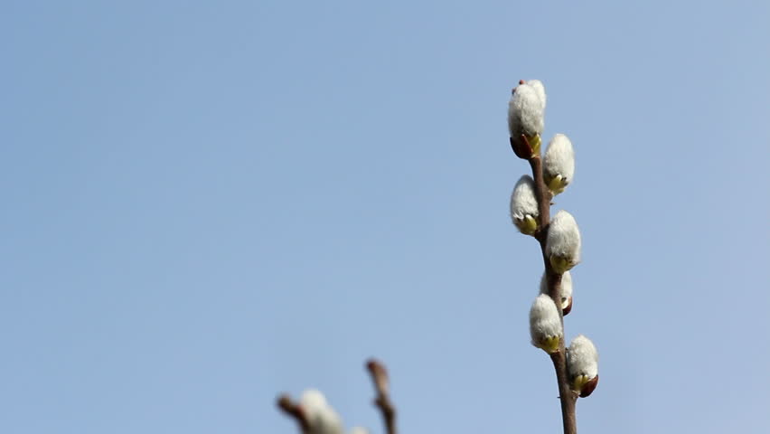 Catkin buds on the branches and spring blue sky