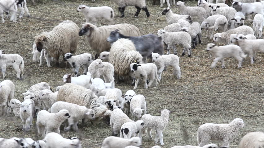 Herd of baby lambs and sheep feeding together
