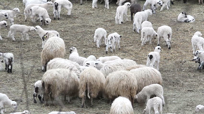Flock of lams and sheep feeding in the sheepfold