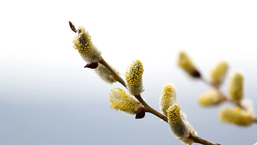 Yellow catkins on twigs on early spring wind breeze